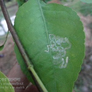 বেলের পাতা সুড়ঙ্গকারী পোকা